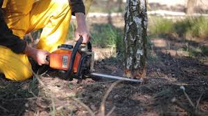 Best Tree Mulching  in Jonesboro, GA