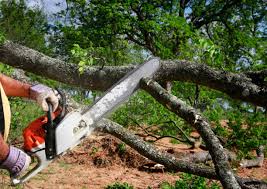 Reliable Jonesboro, GA Tree Services Solutions