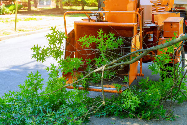Best Leaf Removal  in Jonesboro, GA