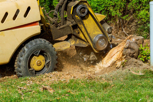 Best Lawn Grading and Leveling  in Jonesboro, GA
