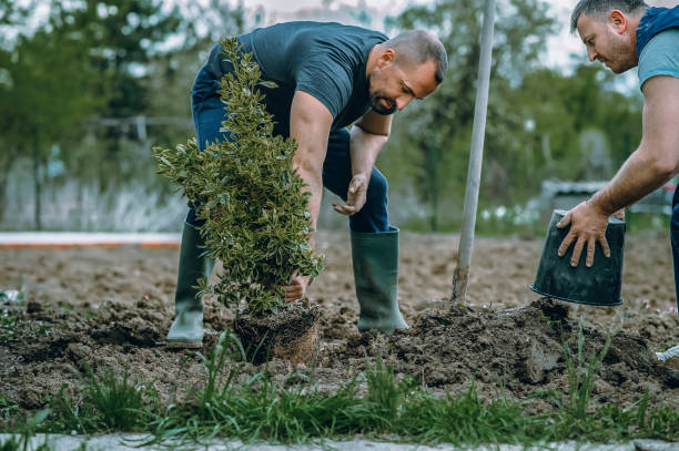 Best Root Management and Removal  in Jonesboro, GA