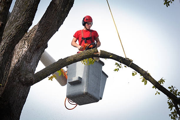  Jonesboro, GA Tree Services Pros