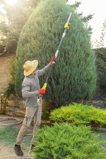 Best Tree Disease Treatment  in Jonesboro, GA