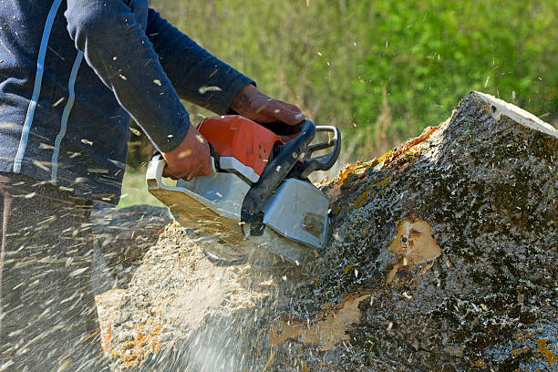 Trusted Jonesboro, GA Tree Services Experts