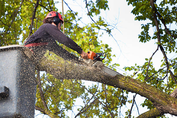 Best Tree Trimming and Pruning  in Jonesboro, GA